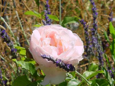 Roses & Lavendar